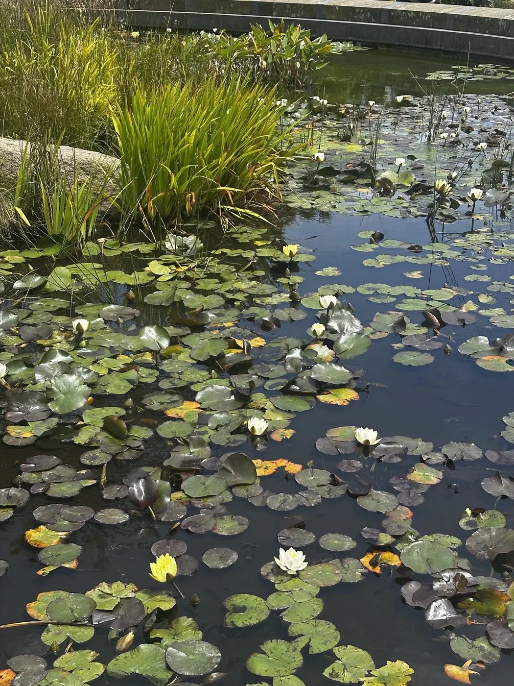 Pond covered in lily pads with white and yellow water lilies in bloom